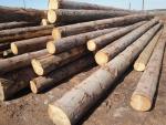 Eglė Pjaustomi rąstai | Minkšta mediena | Rąstai | TRANS-WOOD