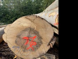 Bukas Vienasluokėms faneroms daryti tinkami rąstai |  Kietoji mediena | Rąstai | SF WOOD, s. r. o.