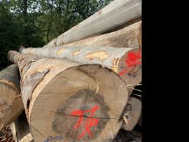 Bukas Vienasluokėms faneroms daryti tinkami rąstai |  Kietoji mediena | Rąstai | SF WOOD, s. r. o.