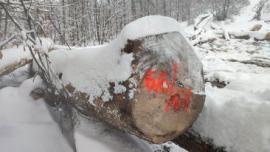 Klevas Pjaustomi rąstai |  Kietoji mediena | Rąstai | Gazdovské lesy-Vyšná Rybnica poz. spol.
