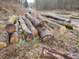 Ąžuolas Pjaustomi rąstai | Kietoji mediena | Rąstai | Bartoš Gašpar - Biofire