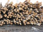 Eglė Medienos masė |  Minkšta mediena | Rąstai | Закупка ООО