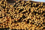 Pušis Medienos masė |  Minkšta mediena | Rąstai | Limited Liability Company 