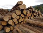 Ąžuolas Pjaustomi rąstai |  Kietoji mediena | Rąstai | LEWI POLSKA Witold Leusz