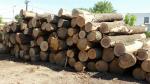 Burgundinis ąžuolas Pjaustomi rąstai |  Kietoji mediena | Rąstai | LEWI POLSKA Witold Leusz