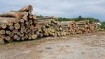 Ąžuolas Stačiai pastatyti rąstai |  Kietoji mediena | Rąstai | 19th-Wood s.r.o.