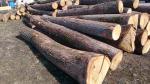 Ąžuolas Pjaustomi rąstai |  Kietoji mediena | Rąstai | TRANS-WOOD