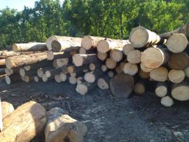Eglė Pjaustomi rąstai |  Minkšta mediena | Rąstai | Peter Haladej 