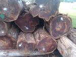 Tikmedis Vienasluokėms faneroms daryti tinkami rąstai |  Tropinė mediena | Rąstai | Teak-Austria
